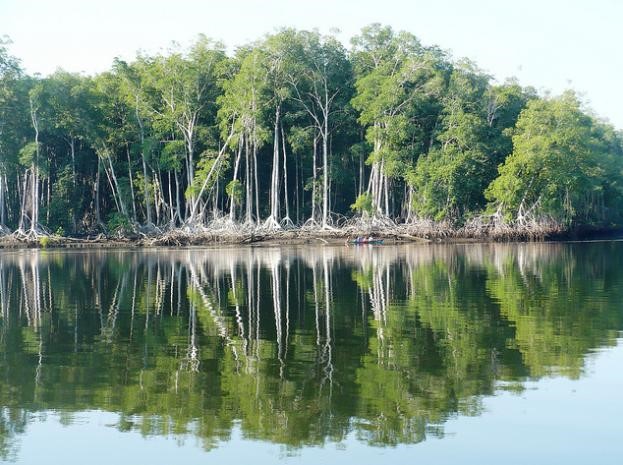 Tour Bahía de Jiquilisco y Manglares